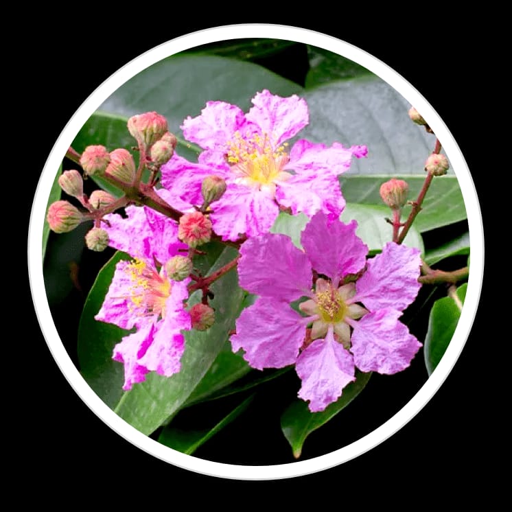 whatsapp image 2026 03 27 at 6.14.41 am (2)